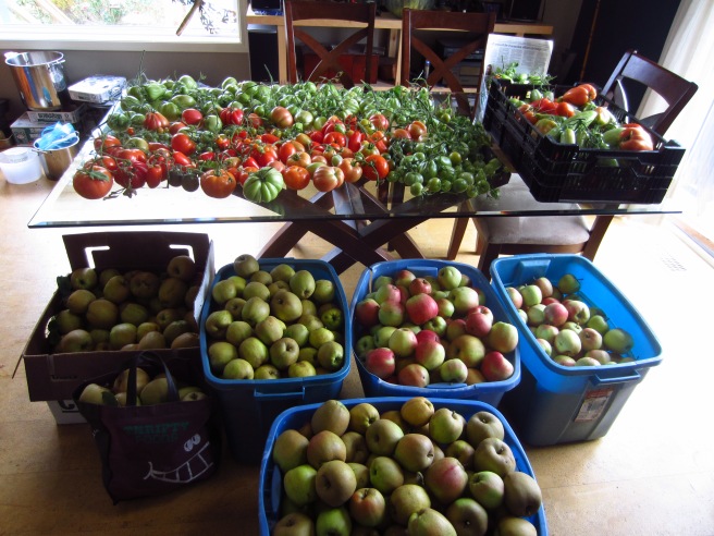 The bulk of the apple harvest with the last of the fall tomatoes